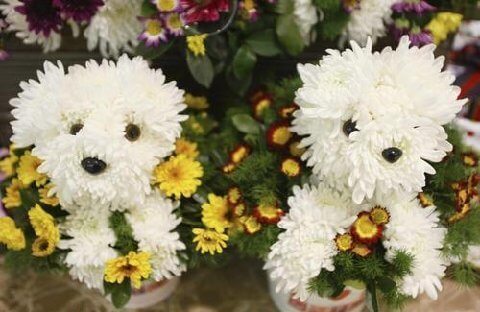 Funny Flower Collection: Flowers and Dogs