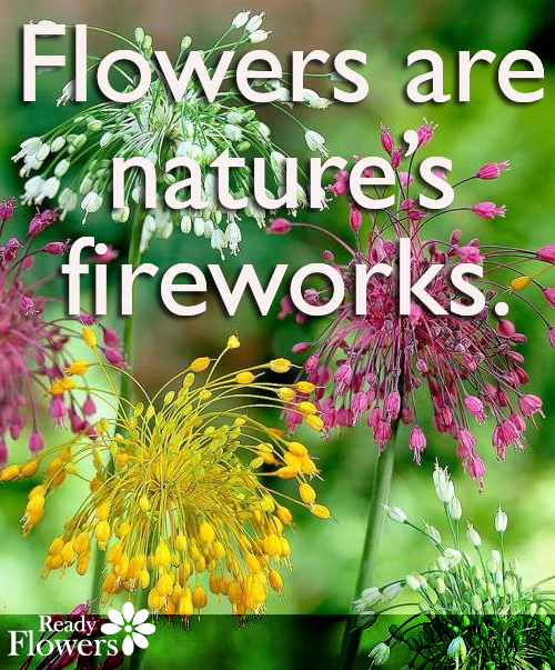 Flowers are nature's fireworks.