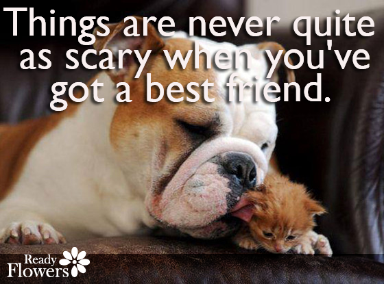 Bulldog and kitten with friend quote