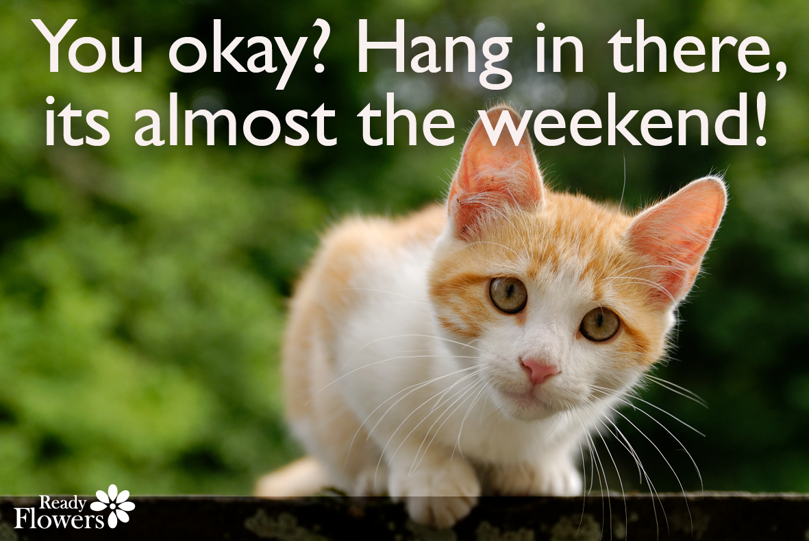 Concerned kitten with quote about Friday.