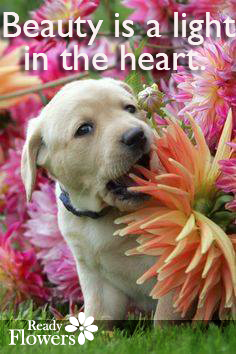 Dog eating flowers with beauty quote