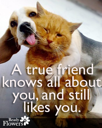 Beagle and cat with friend quote.