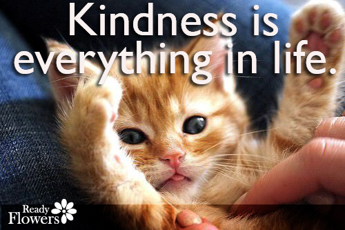 Amazingly cute kitten asking for kindness.