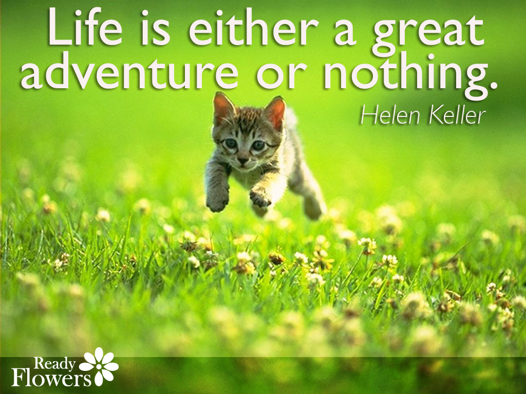 Cute kitten with Helen Keller quote