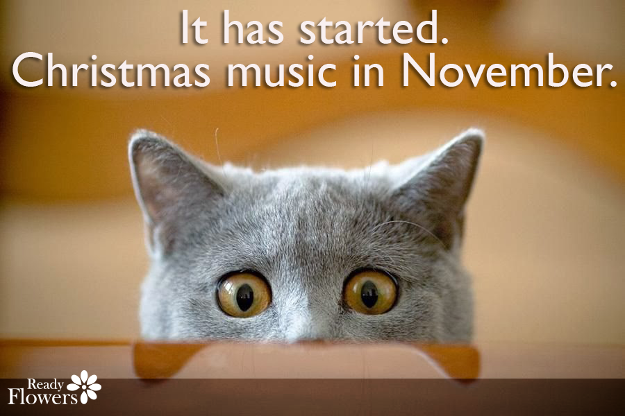 Scared cat, cheeky quote about Christmas music in November.