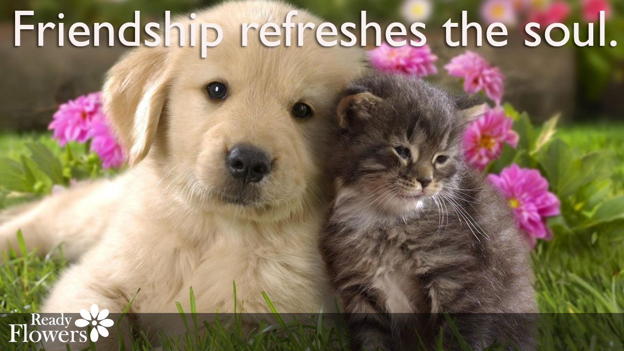 Cute kitten, puppy and flowers with friend quote.