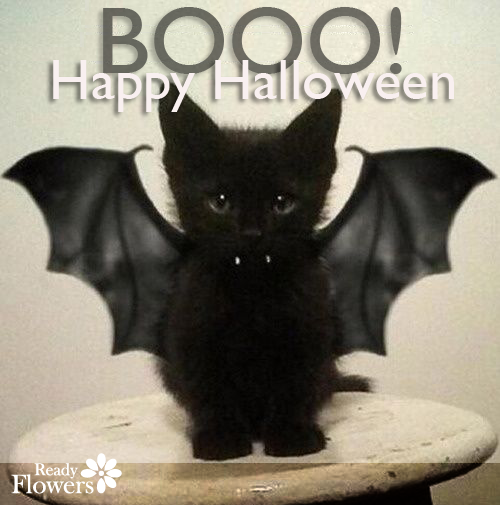 Halloween kitty in bat costume.