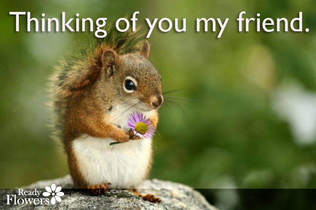 Squirrel with friend quote.