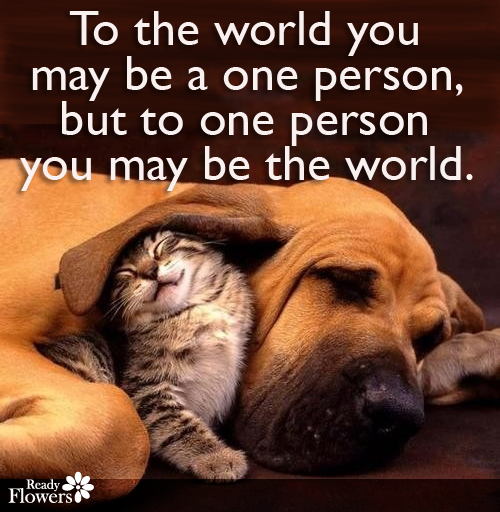 Kitten, dog and love quote.