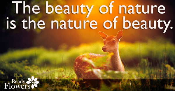 The beauty of nature