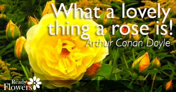 What a lovely thing a rose is!