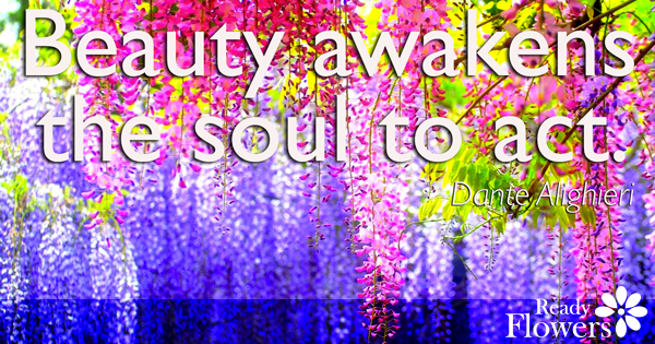 Beauty awakens the soul
