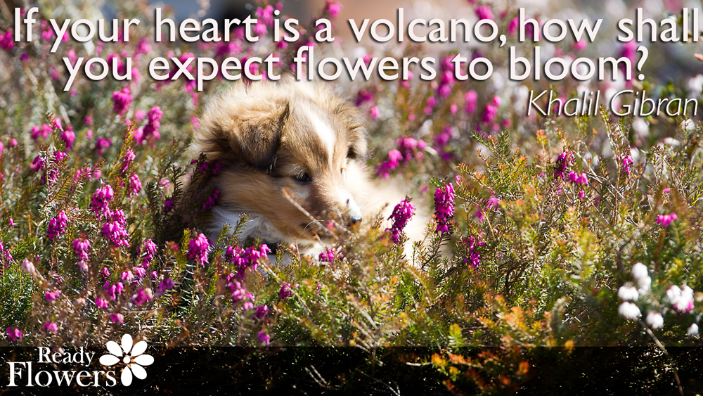 Is your heart is a volcano?