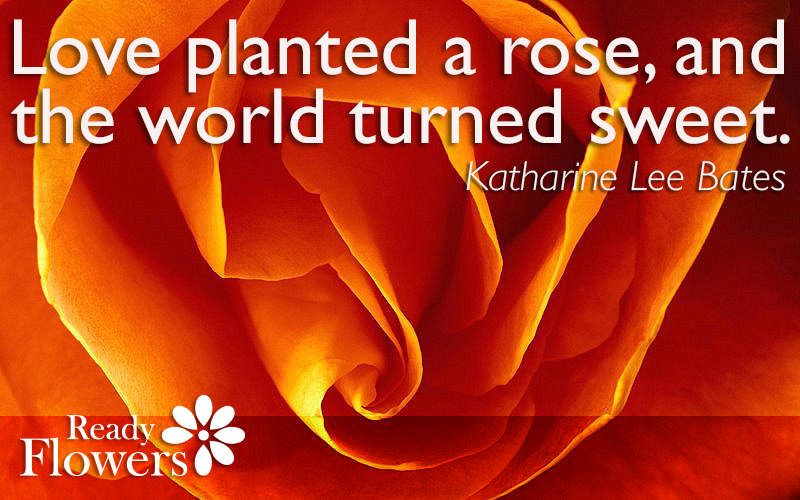 Love planted a rose