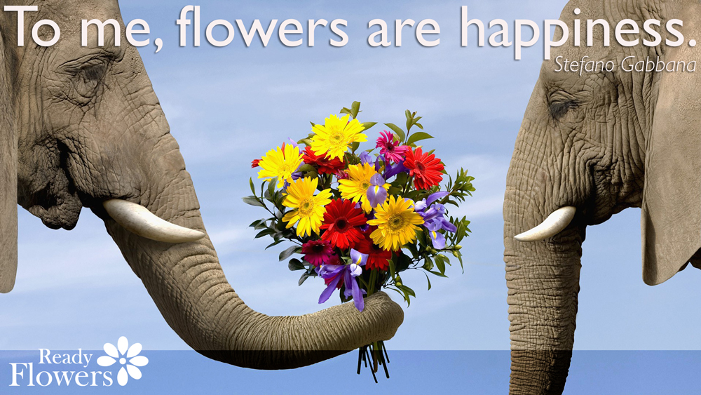 Flower Happiness