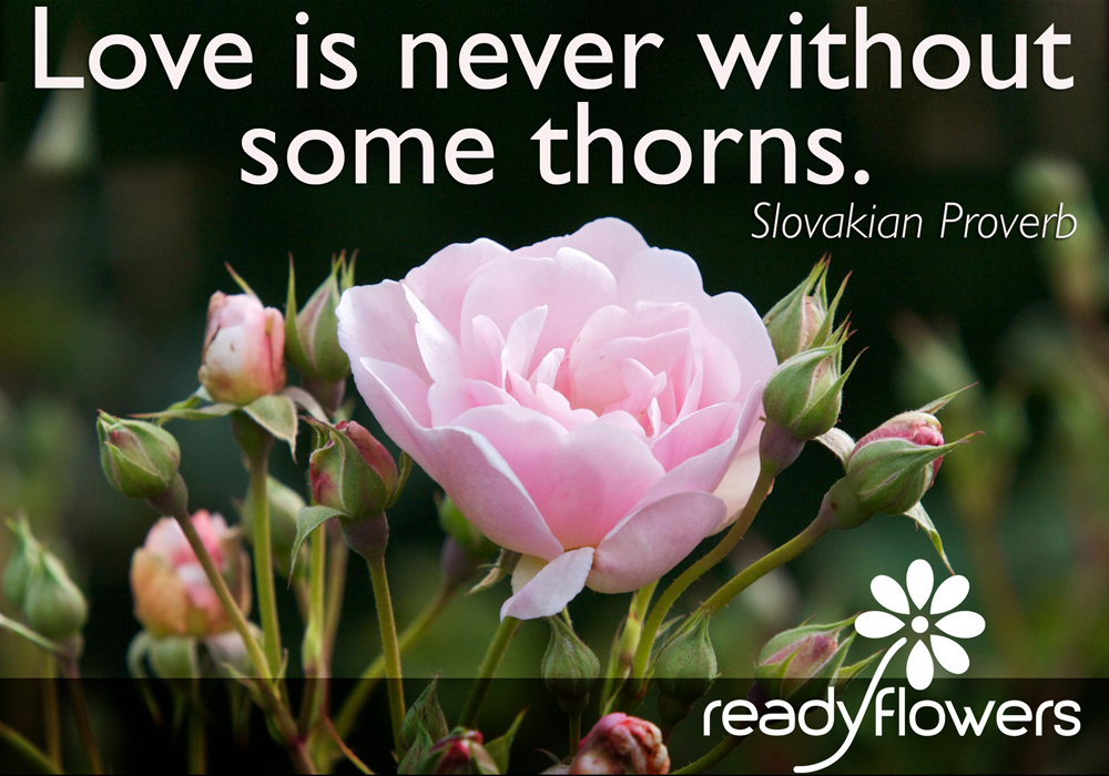 Love without thorns