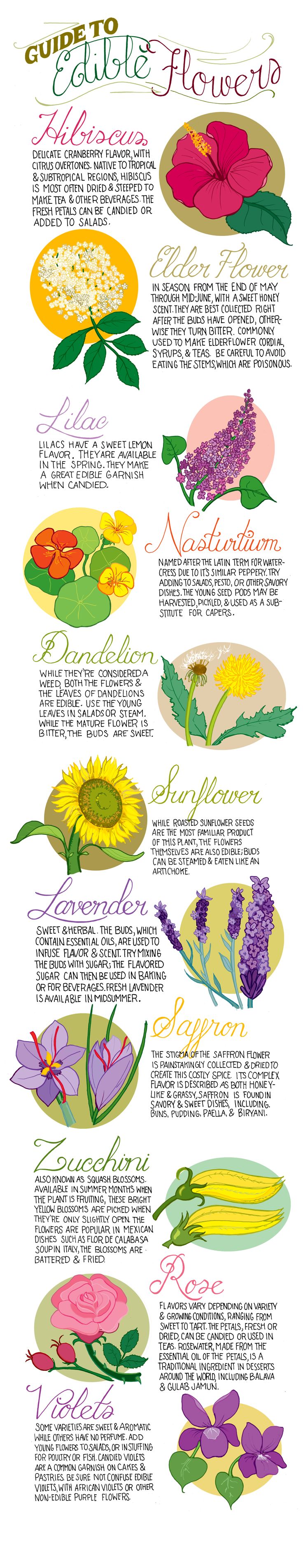Guide to Edible Flowers