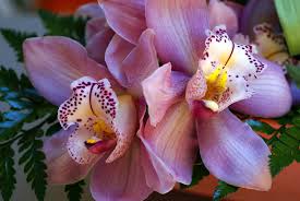The Beauty of Exotic Orchids