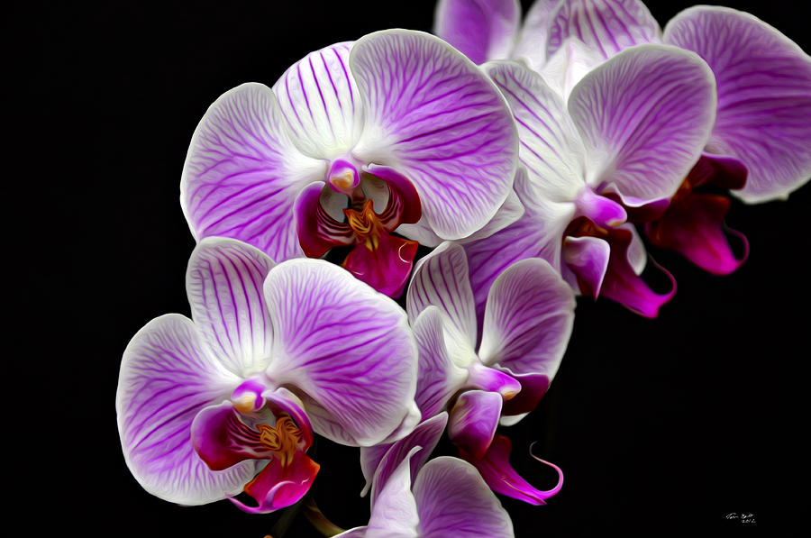 Purple Orchids 