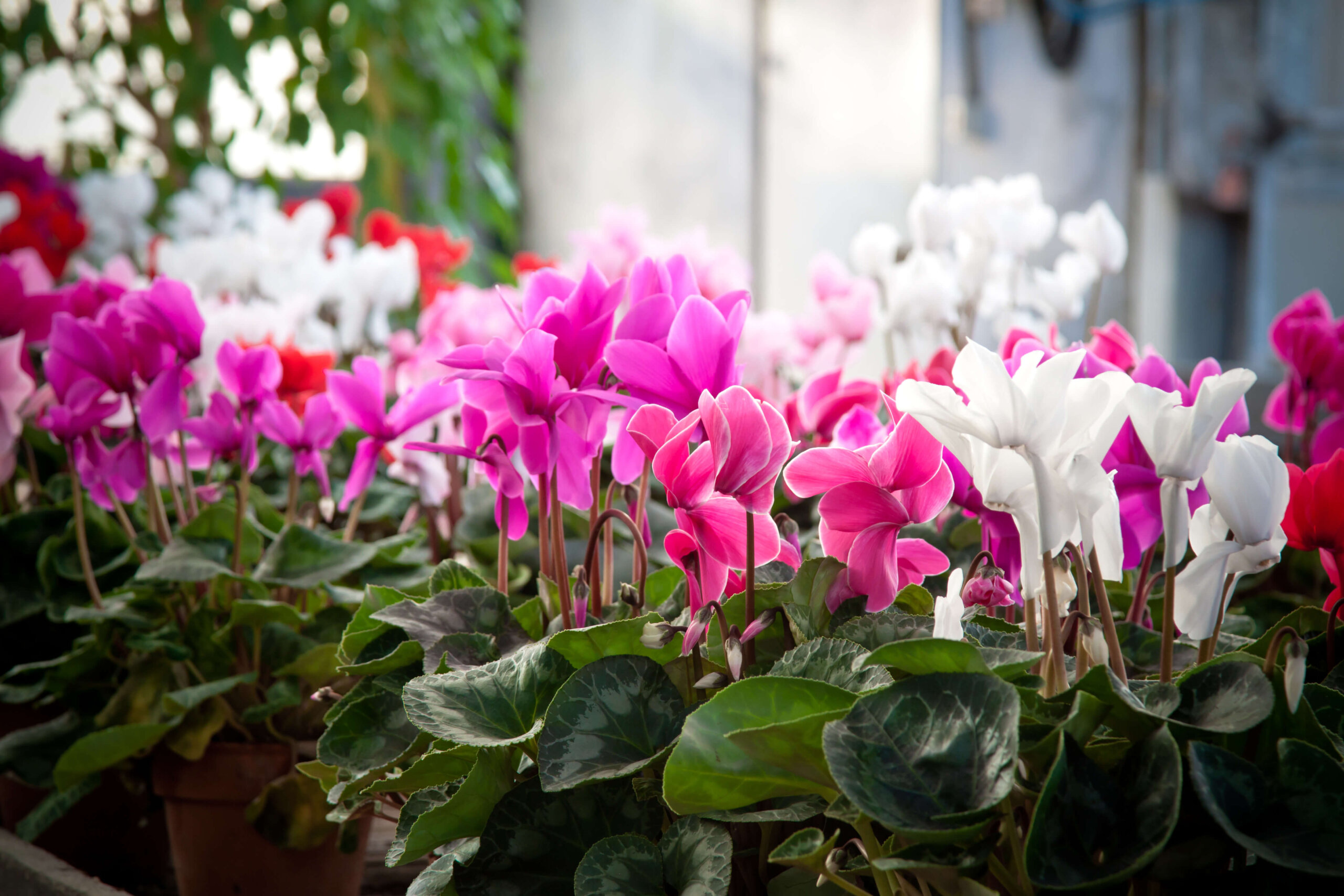 11 Best Types of Flowering Plants for Indoor Planting