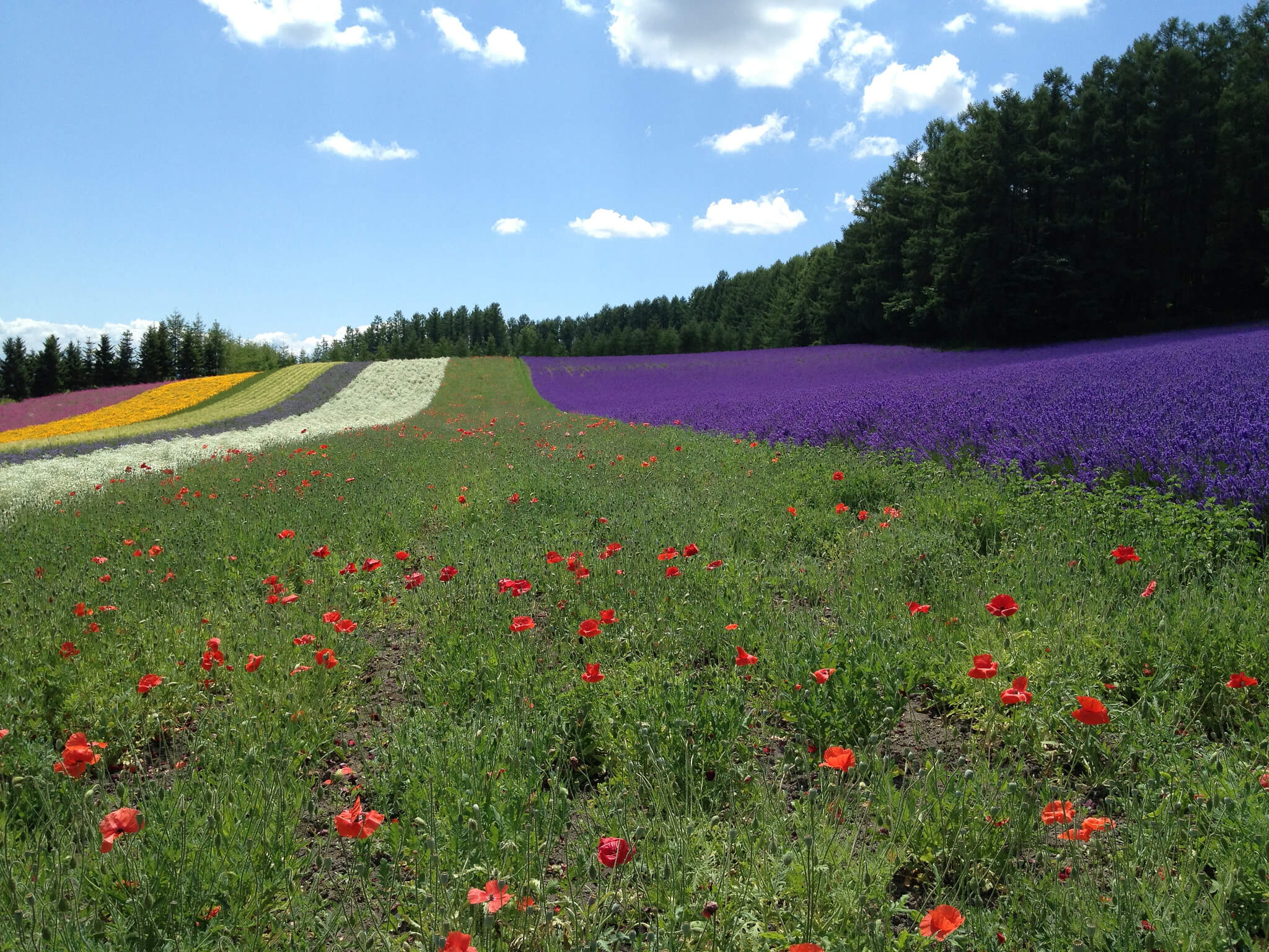 7 Most Spectacular Flower Destinations In The World