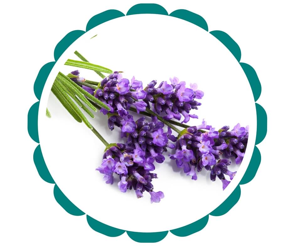 Lavender (2)