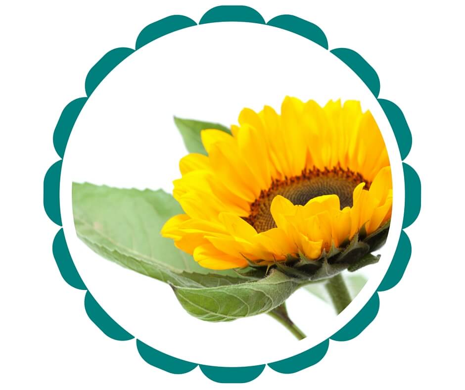 Sunflower (2)