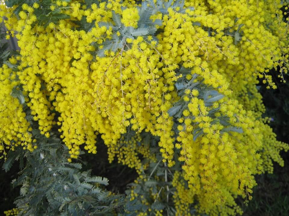 5 Native Australian Floras You Need To Know Right Now