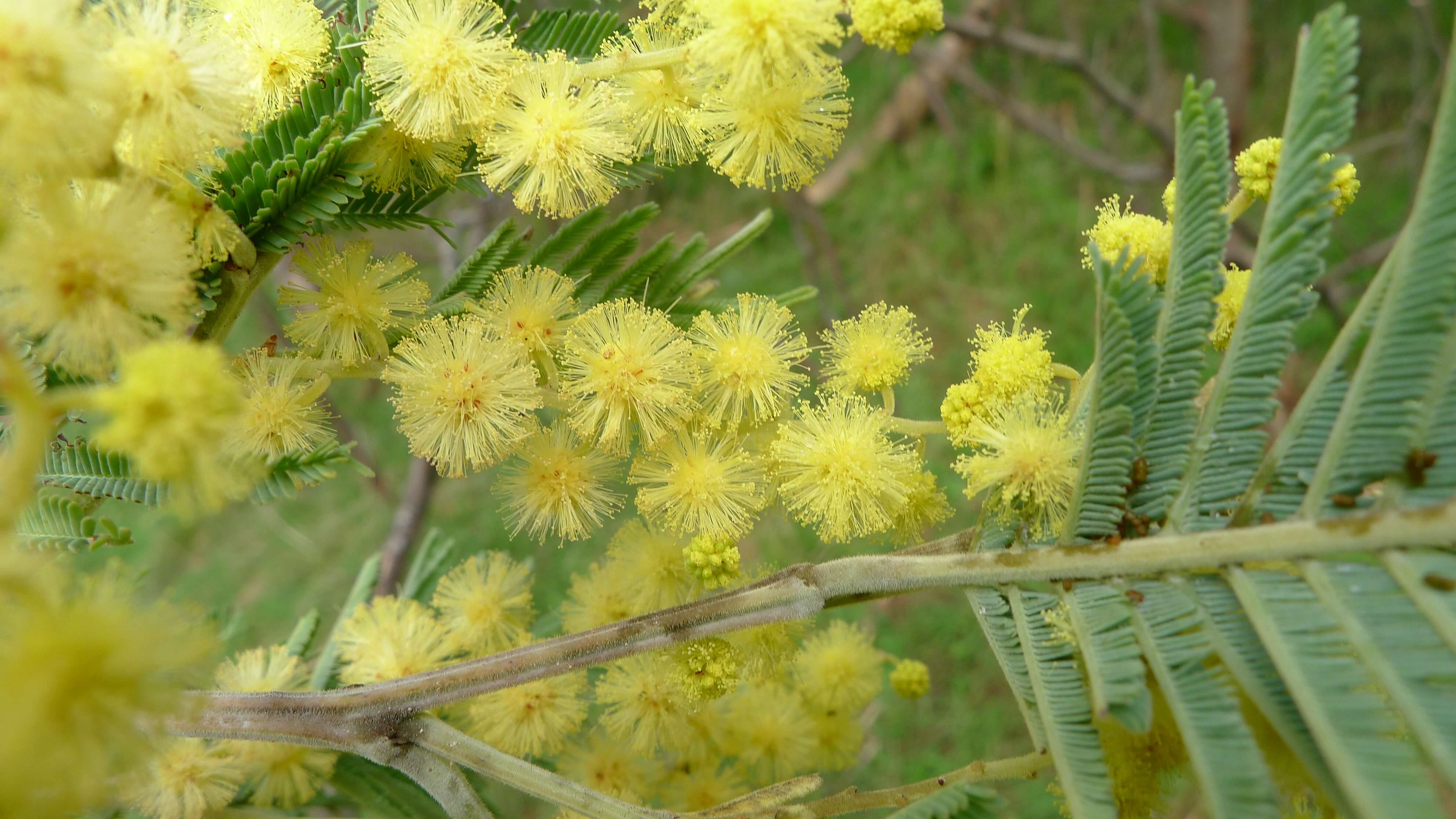 fun-ways-to-celebrate-wattle-day-zflowers-blog