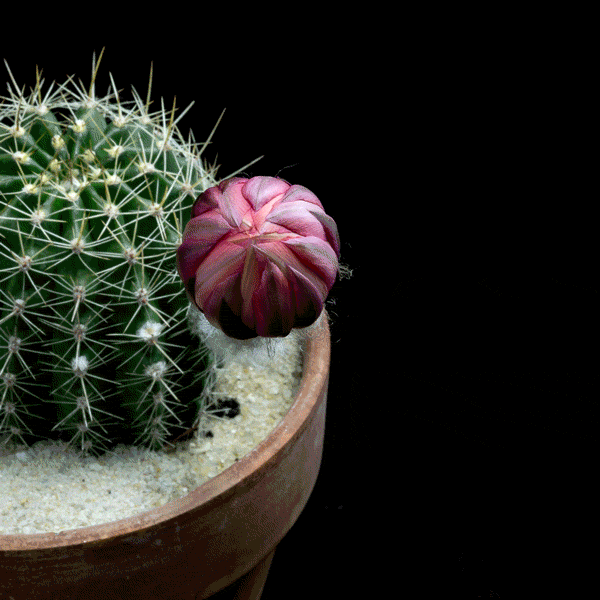 5 Cactus Flowers that will Give You Transient Beauty