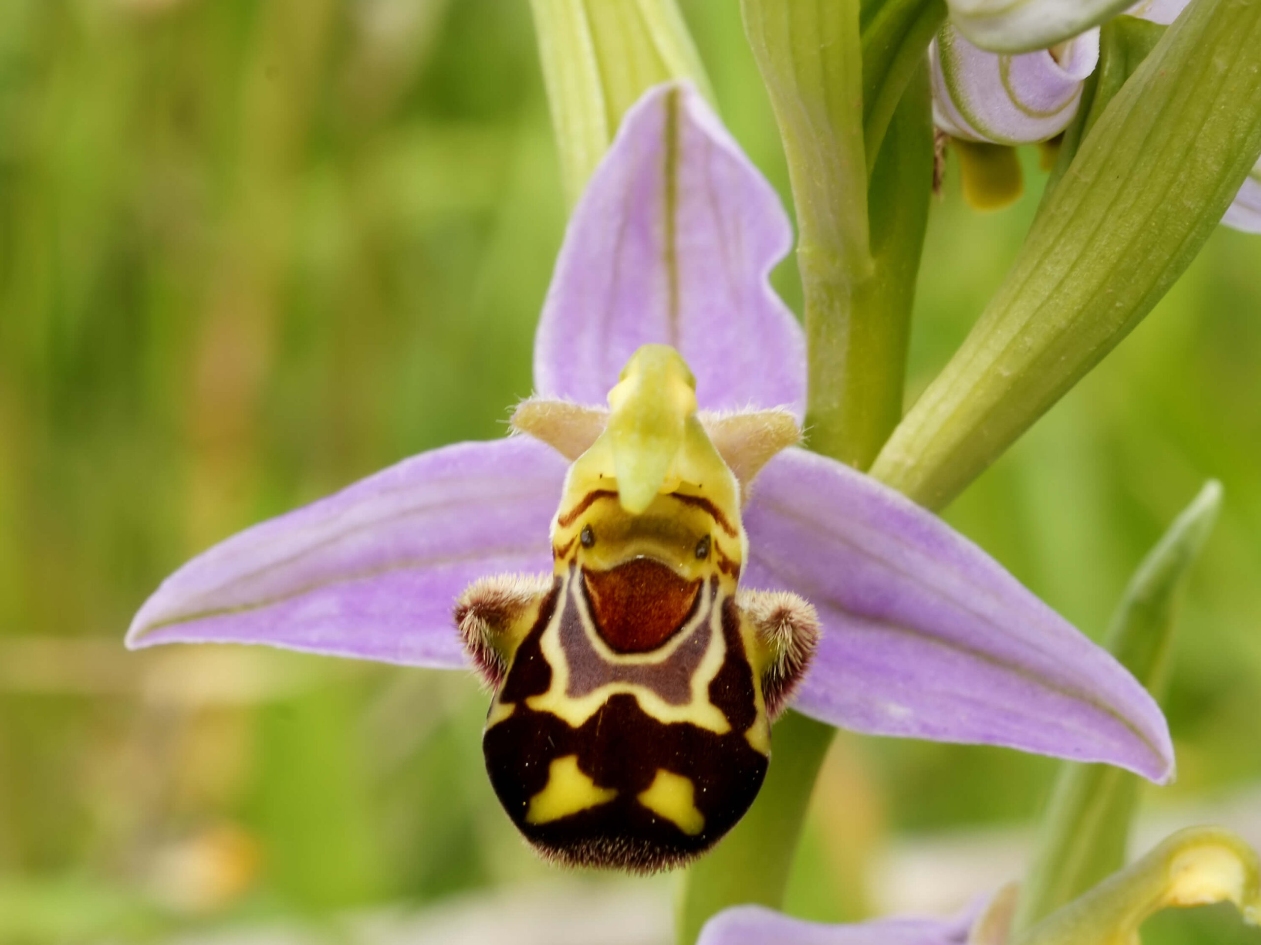 7 Strange Yet Amazingly Beautiful Orchids