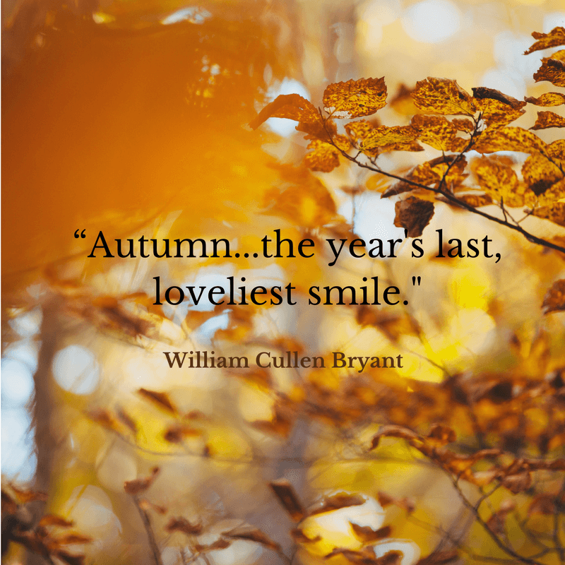 Why does Autumn Leave? - zFlowers.com Blog