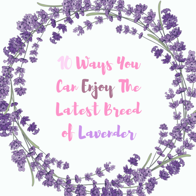 8 Ways You Can Enjoy the Latest Breed of Lavender