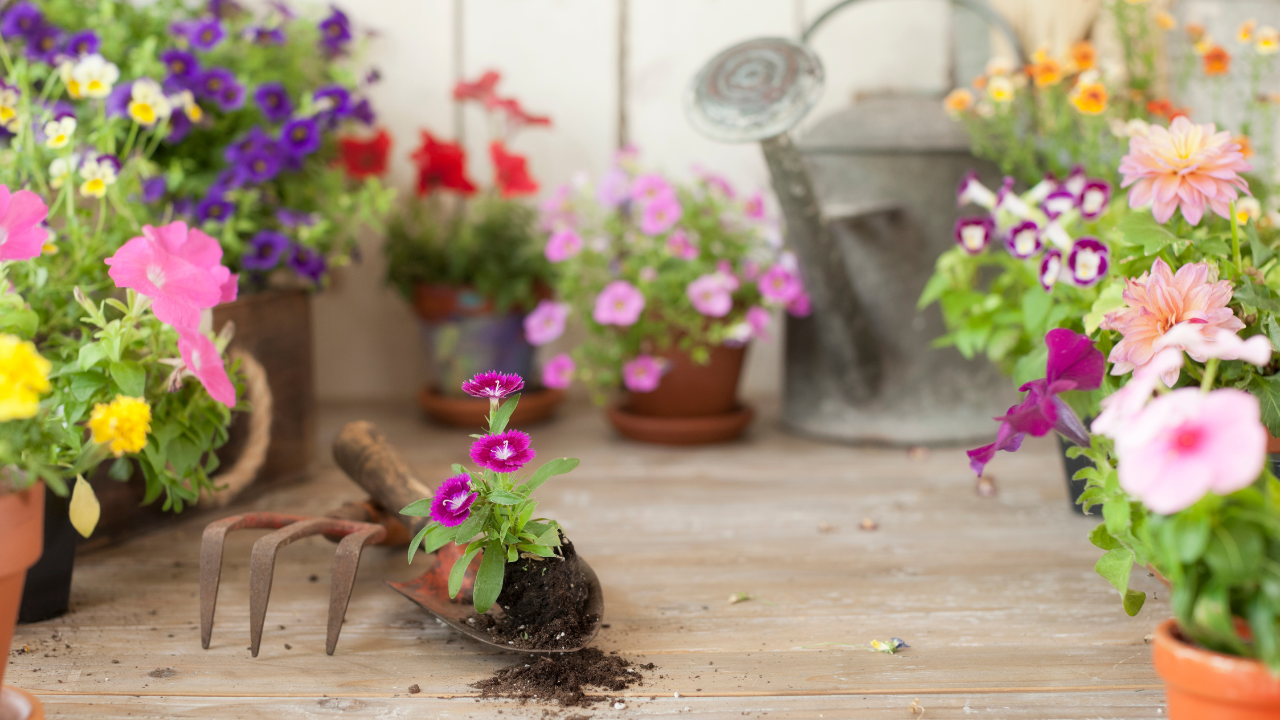 Essential Tips for Thriving Indoor Gardens