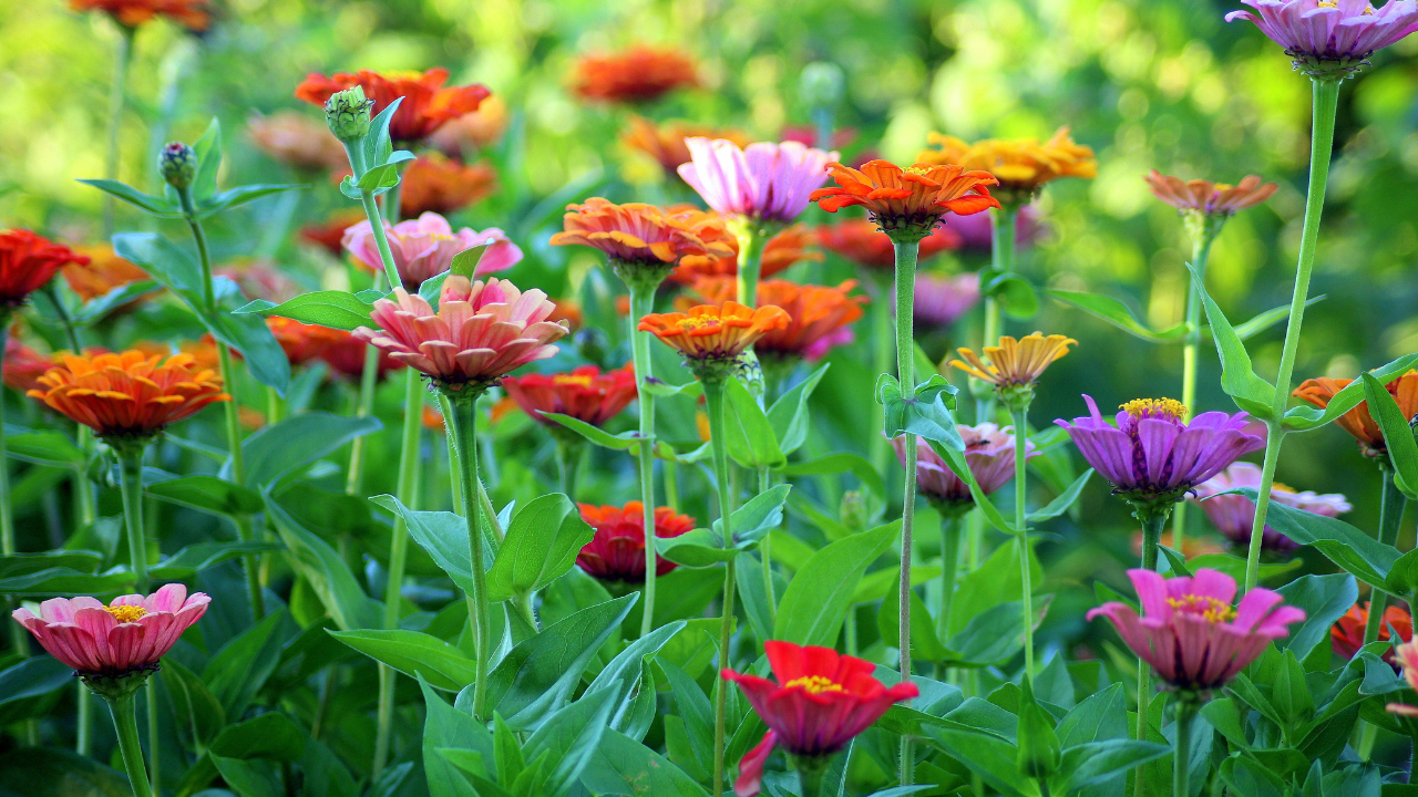 Cultivating Beauty Responsibly: The Sustainable Flower Farming Movement