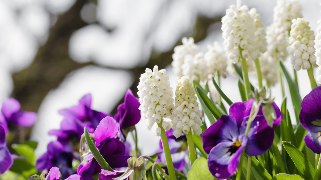 Perennial and Annual Flowers: Lifespan Insights