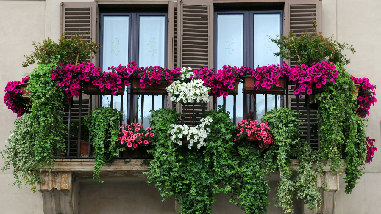 Thriving Urban Balcony Gardens: Low Maintenance Flowers