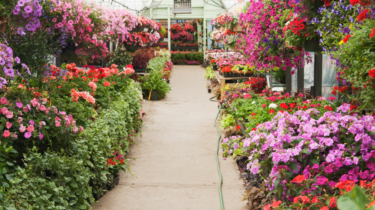 Selecting Vibrant Flowers for Stunning Outdoor Displays