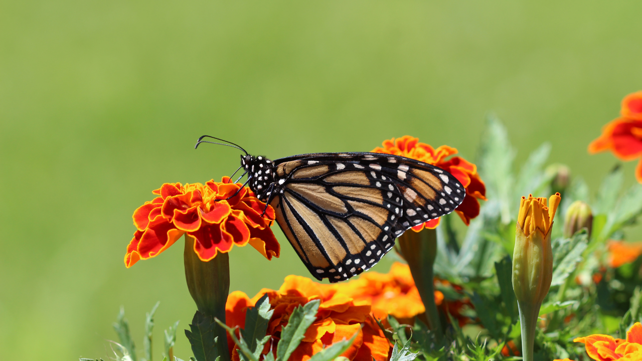Creating a Pollinator Paradise: Flowers Guide